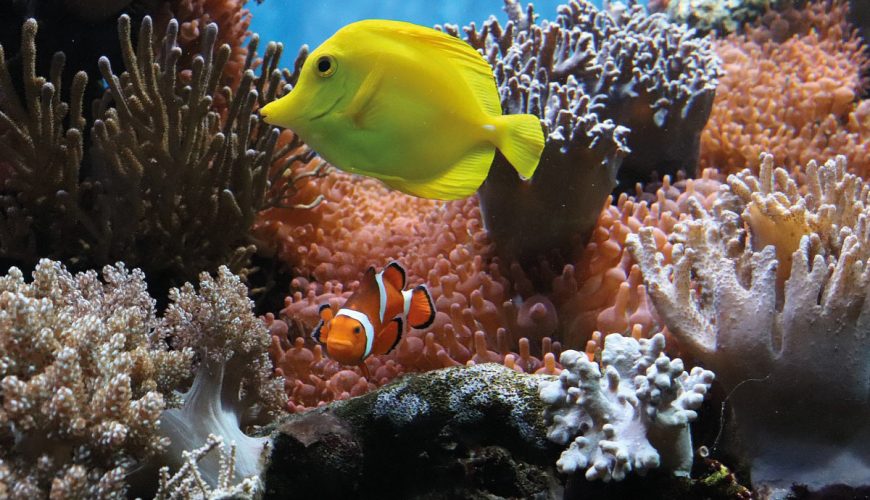 Die Tiefen der Nordsee erleben