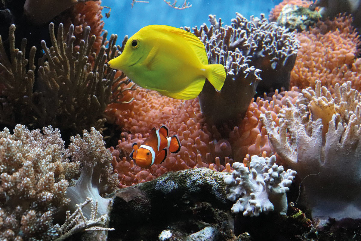 Die Tiefen der Nordsee erleben