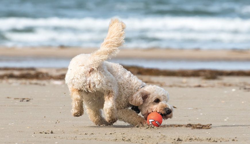 Sylt auf vier Pfoten