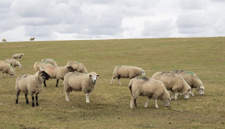 Die Sylter Rasenmäher