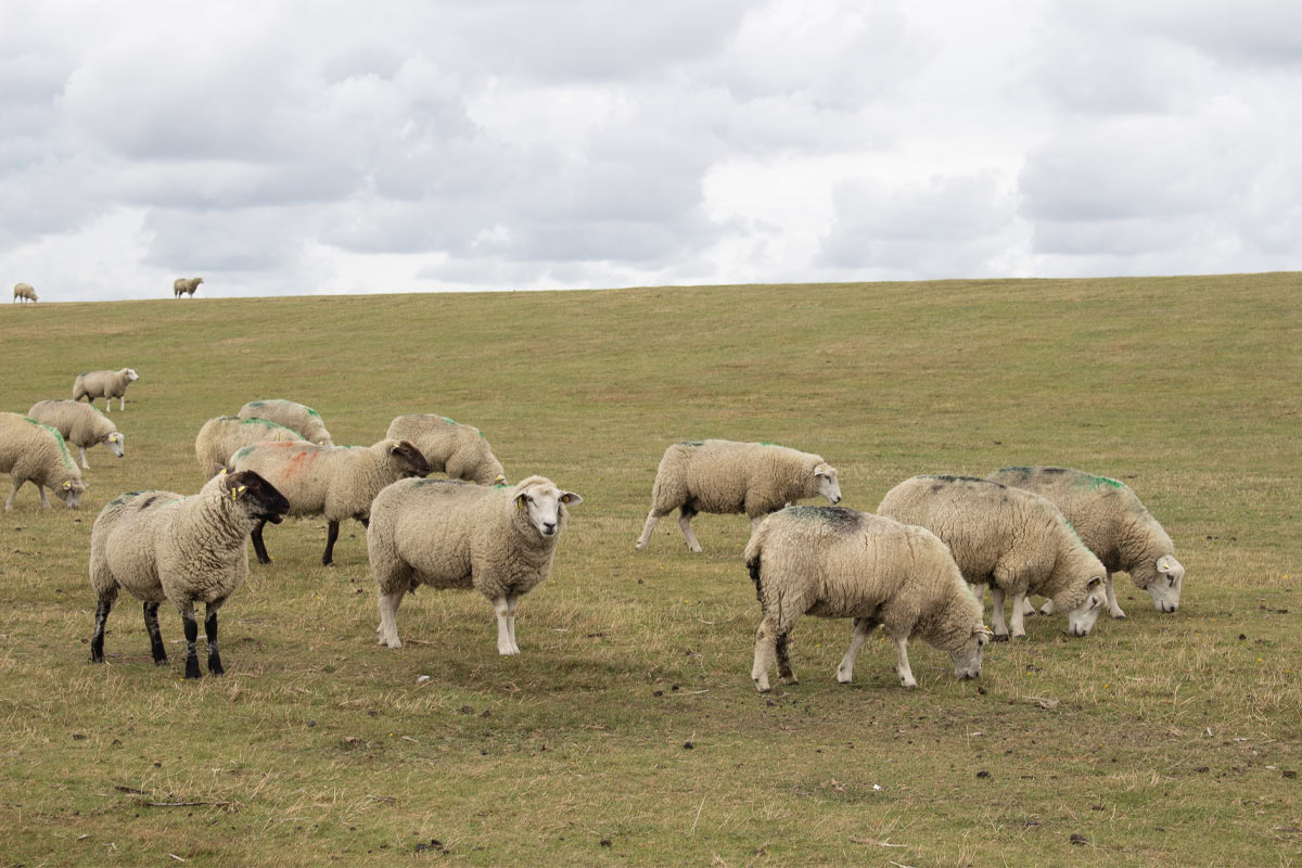 Die Sylter Rasenmäher