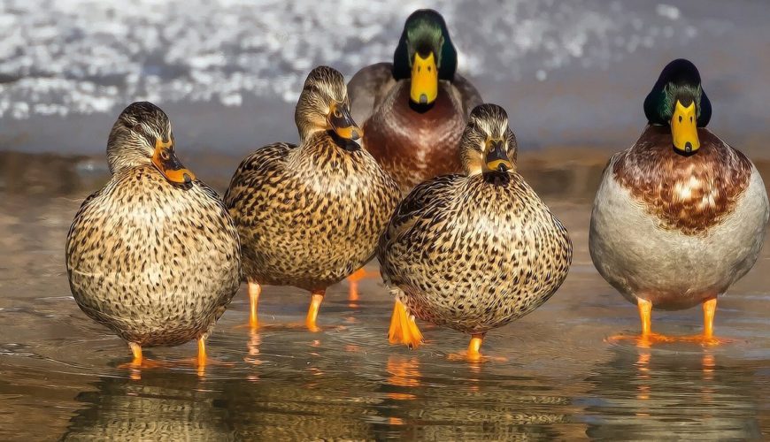 Als die Enten in die Falle gingen