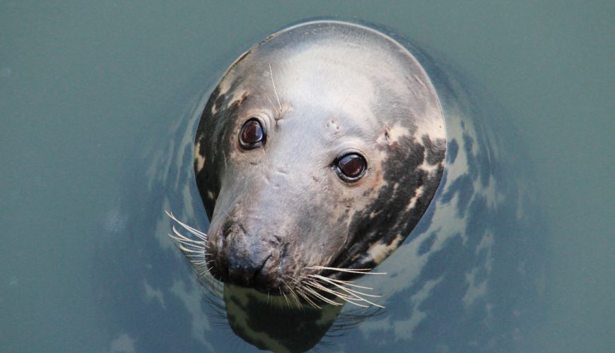 Liebling der Touristen