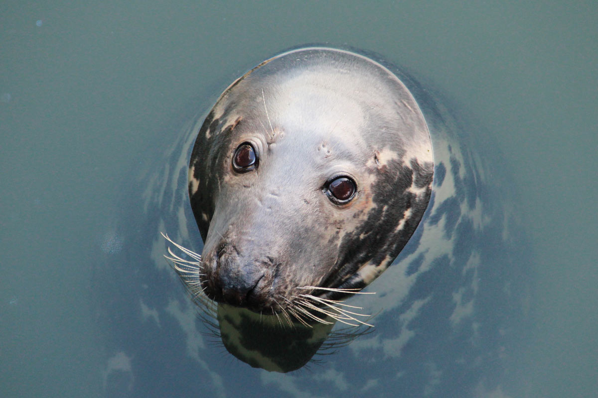 Liebling der Touristen