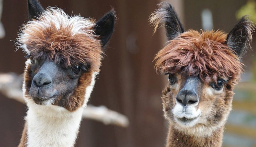 Tierisch was los – in Tinnum!